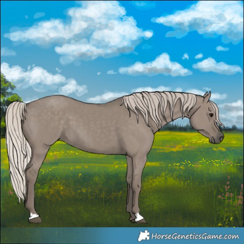 Horse Color:Silver Grullo 