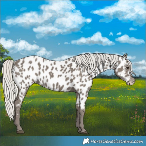 Horse Color:Silver Smoky Black Appaloosa 