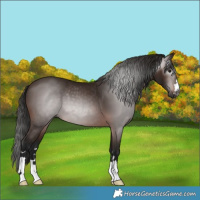 Horse Color:Gray Bay 