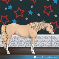 Horse Color:Gold Champagne Splash