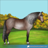 Horse Color:Gray Bay