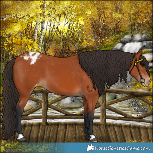 Horse Color:Bay Appaloosa 