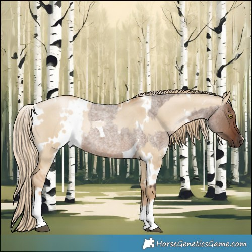 Horse Color:Liver Red Dun Roan Tobiano Rabicano  and White Spotted Liver Red Dun Snowdrop Pearl Rabicano 