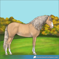 Horse Color:Gold Cream Champagne 