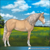 Horse Color:Gold Cream Champagne 