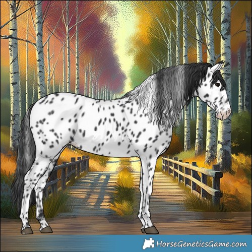 Horse Color:Black Appaloosa 