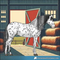 Horse Color:Black Appaloosa