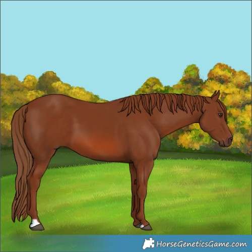 Horse Color:Chestnut 