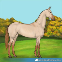 Horse Color:Red Dun 
