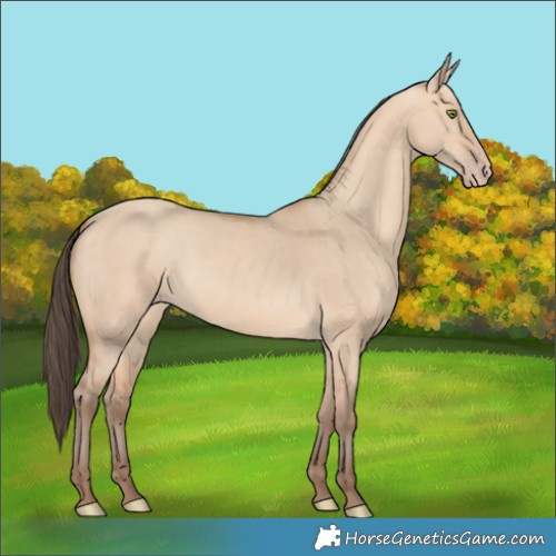 Horse Color:Amber Champagne Dun 