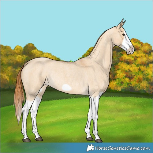 Horse Color:Red Dun Roan Splash Frame Rabicano 