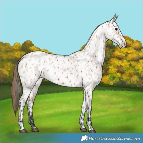 Horse Color:Bay Near Leopard and Bay Dun Near Leopard