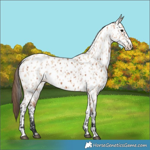 Horse Color:Bay Appaloosa  and Bay Dun Appaloosa 