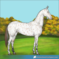 Horse Color:Bay Appaloosa  and Bay Dun Appaloosa 