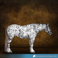 Horse Color:Black Splash Tobiano Rabicano and Liver Red Roan Sabino Splash Frame Rabicano