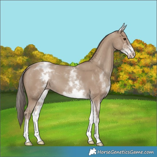 Horse Color:White Spotted Classic Champagne 