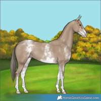 Horse Color:White Spotted Classic Champagne 