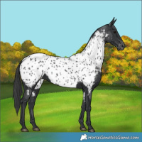 Horse Color:Black Near Leopard