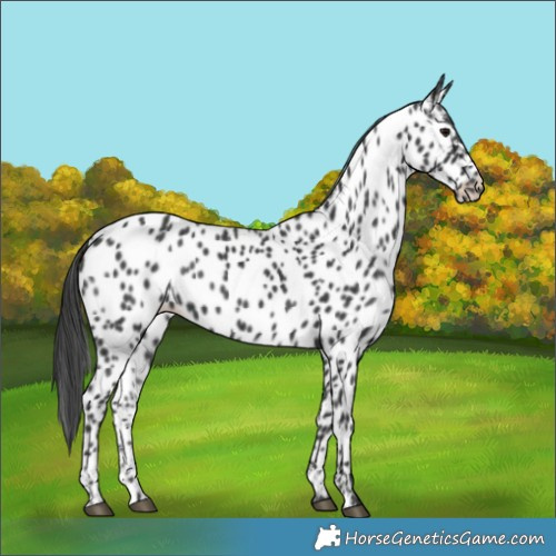 Horse Color:Black Appaloosa 