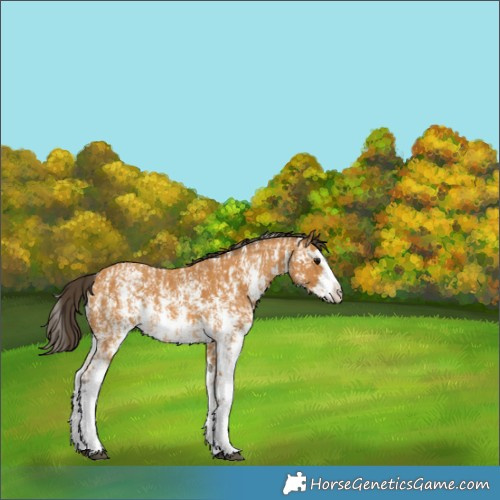 Horse Color:Buckskin Sabino Rabicano  and Buckskin Sabino Splash Rabicano 