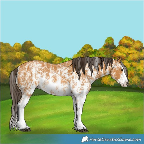 Horse Color:Buckskin Sabino Rabicano and Buckskin Sabino Splash Rabicano