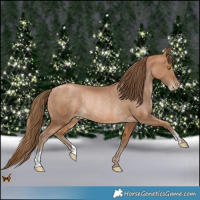 Horse Color:Bay Pearl Rabicano 
