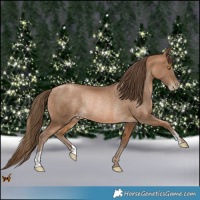Horse Color:Bay Pearl Rabicano