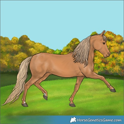 Horse Color:Chestnut Rabicano 