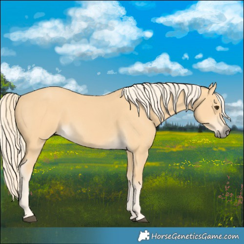 Horse Color:Palomino 