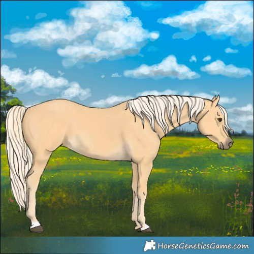 Horse Color:Palomino 