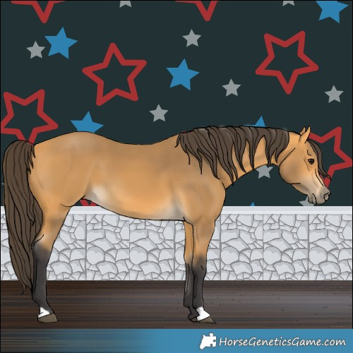 Horse Color:Buckskin 