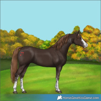 Horse Color:White Spotted Liver Chestnut Rabicano 