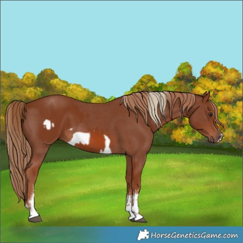 Horse Color:Chestnut Sabino Rabicano  and Chestnut Sabino Frame Rabicano 