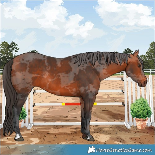 Horse Color:Bay Merle Rabicano 