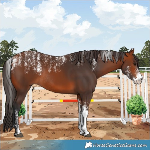 Horse Color:Powder White Bay Rabicano 