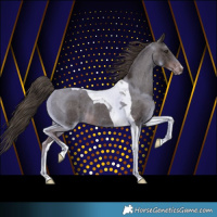Horse Color:Liver Chestnut Tobiano Appaloosa