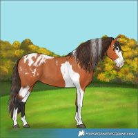 Horse Color:Bay Splash Tobiano Appaloosa and Bay Splash Tobiano Appaloosa