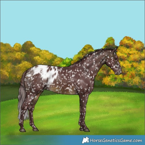 Horse Color:Chocolate Buckskin Skewed LP Spotted 