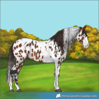 Horse Color:Bay Splash Tobiano Near Leopard and Bay Splash Tobiano Near Leopard