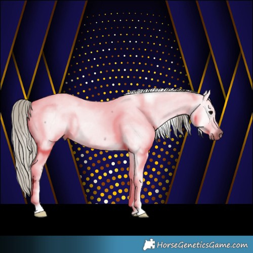 Horse Color:Gray Silver Blue Roan Appaloosa 