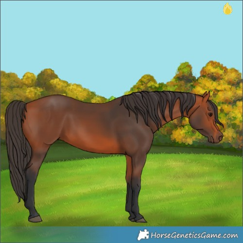 Horse Color:Bay 