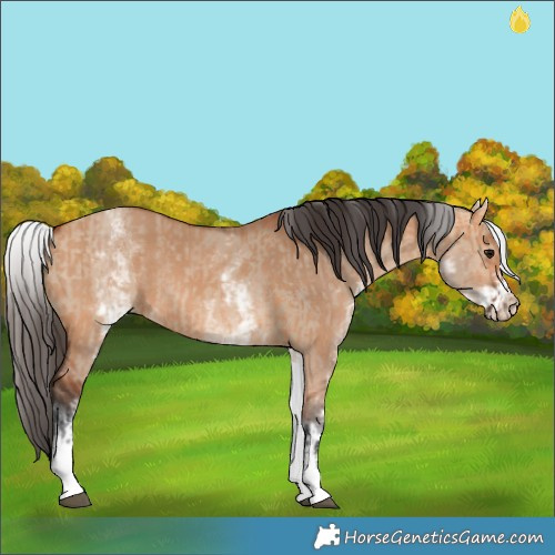 Horse Color:White Spotted Bay Dun Rabicano and White Spotted Bay Dun Rabicano