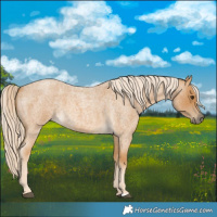 Horse Color:Palomino Roan 
