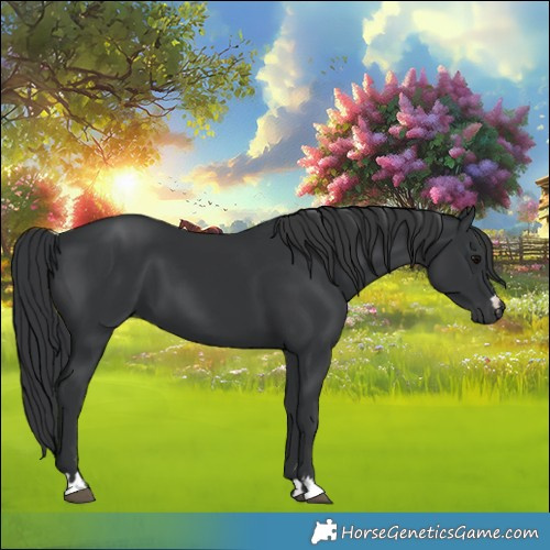Horse Color:Black 