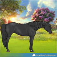 Horse Color:Black 