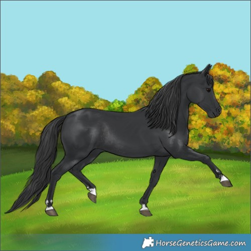 Horse Color:Black Rabicano