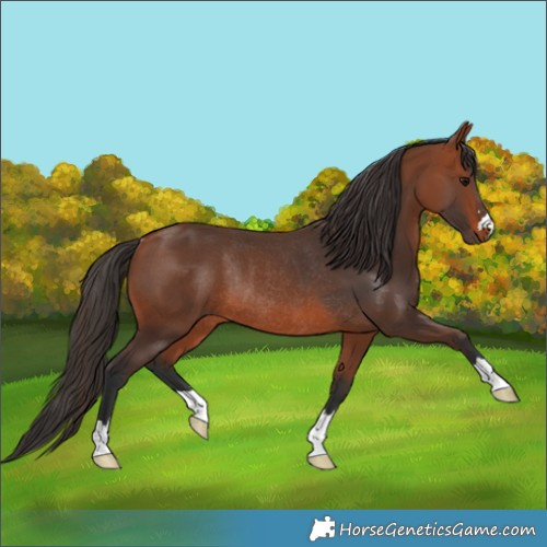 Horse Color:Bay Rabicano 