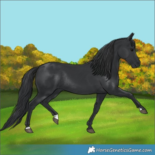 Horse Color:Black Rabicano