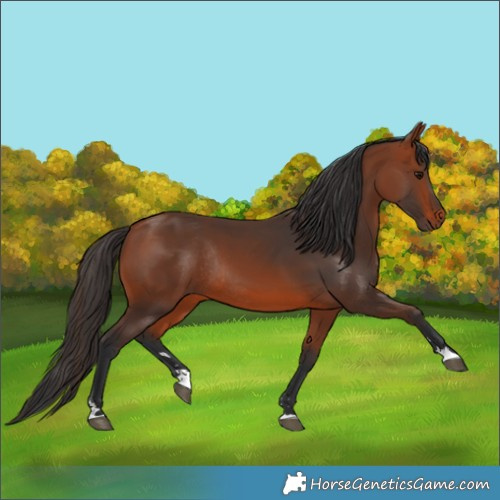Horse Color:Bay Rabicano