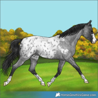 Horse Color:Blue Roan Near Leopard 
